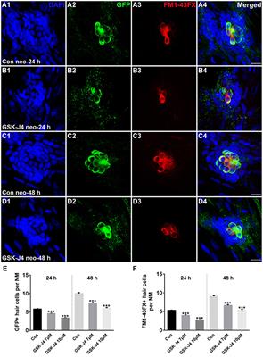 Inhibition of H3K27me3 Histone Demethylase Activity Prevents the Proliferative Regeneration of Zebrafish Lateral Line Neuromasts